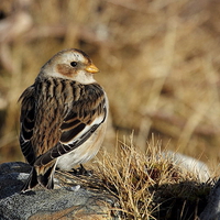 Buy canvas prints of  Snow Bunting by Chris Griffin