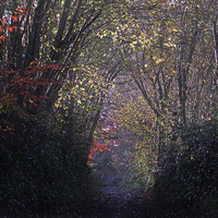 Buy canvas prints of  Autumns Arch by Chris Griffin