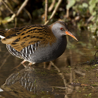 Buy canvas prints of  Water Rail by Chris Griffin
