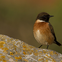 Buy canvas prints of  Stonechat by Chris Griffin