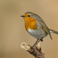 Buy canvas prints of  Robin by Chris Griffin
