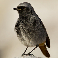 Buy canvas prints of  Black Redstart by Chris Griffin
