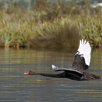 Buy canvas prints of  black swan in flight by Peter Righteous