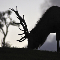 Buy canvas prints of  elk stag feeding at sunset by Peter Righteous
