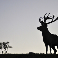 Buy canvas prints of   elk stag silhouette by Peter Righteous