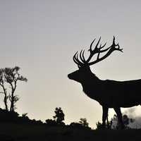 Buy canvas prints of elk stag silhouette by Peter Righteous