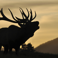 Buy canvas prints of red deer stag at sunset by Peter Righteous