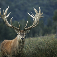 Buy canvas prints of red stag by Peter Righteous
