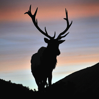 Buy canvas prints of sunset stag by Peter Righteous