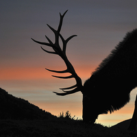 Buy canvas prints of sunset stag by Peter Righteous