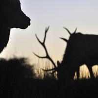 Buy canvas prints of sunset stags by Peter Righteous