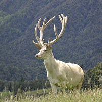 Buy canvas prints of white stag in velvet by Peter Righteous