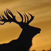 Buy canvas prints of red deer stag at sunset by Peter Righteous