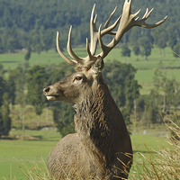 Buy canvas prints of 17-point stag by Peter Righteous