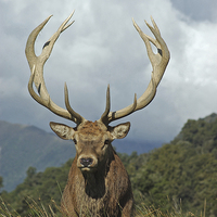 Buy canvas prints of 13 point stag by Peter Righteous