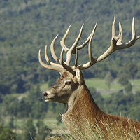 Buy canvas prints of 15-point stag in profile by Peter Righteous