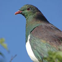 Buy canvas prints of wood pigeon by Peter Righteous