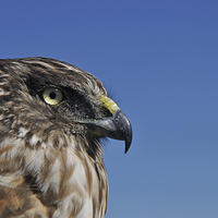 Buy canvas prints of   watchful hawk by Peter Righteous