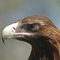 Buy canvas prints of wedge-tailed eagle by Peter Righteous