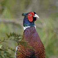Buy canvas prints of ring-necked pheasant by Peter Righteous