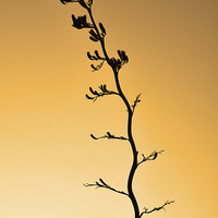 Buy canvas prints of NZ flax stalk by Peter Righteous