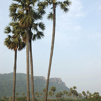 Buy canvas prints of Palmyra palms by Peter Righteous