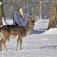 Buy canvas prints of fallow deer in snow by Peter Righteous