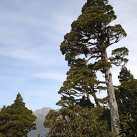 Buy canvas prints of New Zealand Cedar by Peter Righteous