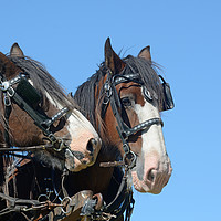Buy canvas prints of Clydesdales ready to go by Peter Righteous