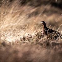 Buy canvas prints of Grouse in hiding  by Alan Sinclair