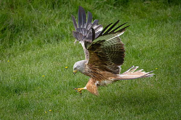 Red Kite Feeding in Grass Picture Board by Alan Sinclair