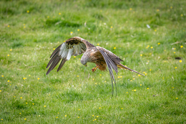 Red Kite Feeding Picture Board by Alan Sinclair