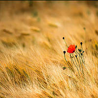 Buy canvas prints of Poppies and Barley by Alan Sinclair