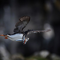 Buy canvas prints of Fishing Puffin by Alan Sinclair