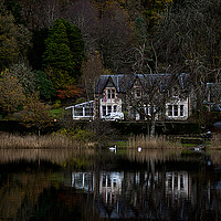 Buy canvas prints of Swans on the loch by Alan Sinclair