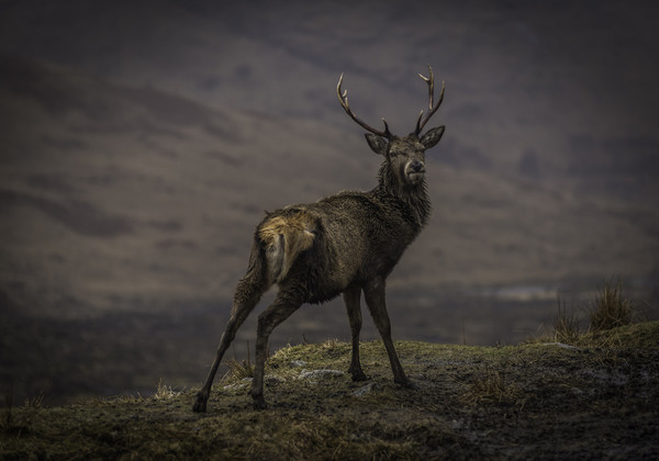Monarch of the Glen Picture Board by Alan Sinclair