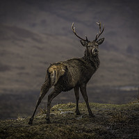 Buy canvas prints of Monarch of the Glen by Alan Sinclair