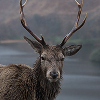 Buy canvas prints of Stag by Alan Sinclair