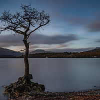 Buy canvas prints of Lone Tree by Alan Sinclair