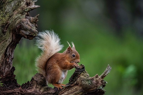 Squirrel Perch Picture Board by Alan Sinclair