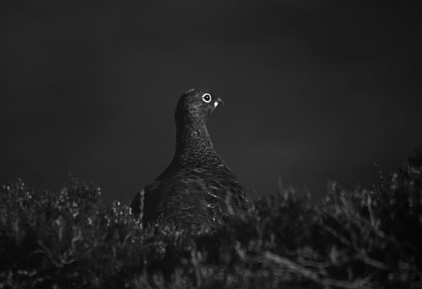 Grouse hiding Picture Board by Alan Sinclair