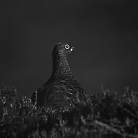 Buy canvas prints of Grouse hiding by Alan Sinclair