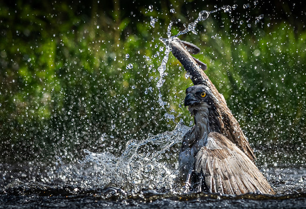 Swimming Osprey Picture Board by Alan Sinclair