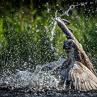 Buy canvas prints of Swimming Osprey by Alan Sinclair