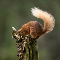 Buy canvas prints of Where did I leave my nuts? by Alan Sinclair