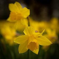 Buy canvas prints of Spring daffodils  by Alan Sinclair