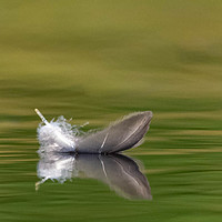 Buy canvas prints of Feather  by Alan Sinclair