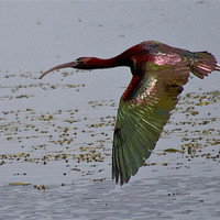 Buy canvas prints of The Glossy Ibis (Plegadis falcinellus) by Christopher Grant