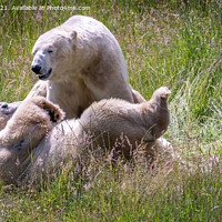 Buy canvas prints of Playful polar bears by Marcia Reay