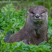 Buy canvas prints of Eurasian Otter by Marcia Reay